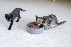 Regijsko zaveti&scaron;če bi bilo dolgoročna re&scaron;itev