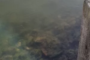 Ekologi: motna in smrdeča Sava