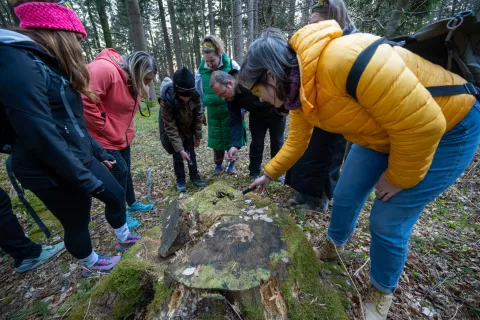 Doživetje v svetu gob