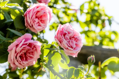  Festival vrtnic je letos že enaindvajsetič. / Foto: Arhiv Organizatorja