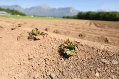 kmečka opravila su&scaron;enje trava seno obračanje trave su&scaron;a polje njiva zemlja sadike / Foto: Tina Dokl