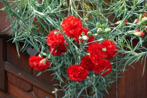 S priznanjem Gorenjske turistične zveze nagrajeni nageljni iz Gozda-Martuljka. / Foto: Mirjam Pavlič, Arhiv Gtz