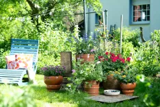 Lepo cvetoče pelargonije / Foto: Vir: Pelargonije Za Evropo