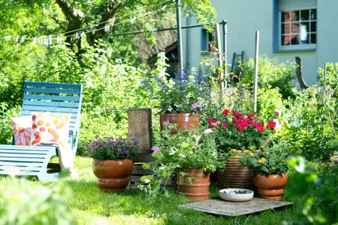 Lepo cvetoče pelargonije / Foto: Vir: Pelargonije Za Evropo