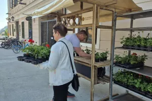 Me&scaron;čanom razdelili sadike rož