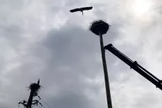 &Scaron;torklji sta novo gnezdo sprejeli, &scaron;e preden so ga do konca postavili. / Foto: &Scaron;torklji Sta Novo Gnezdo Sprejeli, &scaron;e Preden So Ga Do Konca Postavili. / Foto: Aljaž Mulej