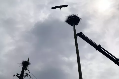 &Scaron;torklji sta novo gnezdo sprejeli, &scaron;e preden so ga do konca postavili. / Foto: &Scaron;torklji Sta Novo Gnezdo Sprejeli, &scaron;e Preden So Ga Do Konca Postavili. / Foto: Aljaž Mulej