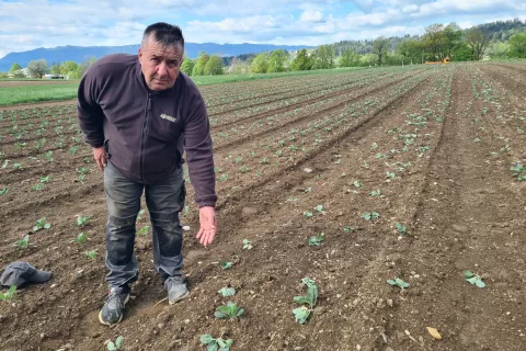 Peter Jarc na njivi kaže, kako so jim sive vrane izruvale sadike zgodnjega zelja. / Foto: Cveto Zaplotnik