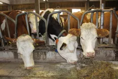 Dru&scaron;tvo združuje 158 rejcev, ki redijo govedo. / Foto: Cveto Zaplotnik