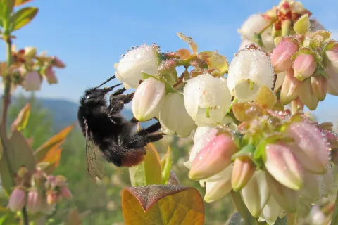 Čmrlji so prilagojeni na letanje tudi pri nizkih temperaturah. / Foto: Danilo Bevk