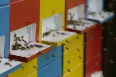 Čebelji dan na gradu Dvor odpovedali
