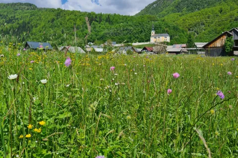 Festival alpskega cvetja v Bohinju