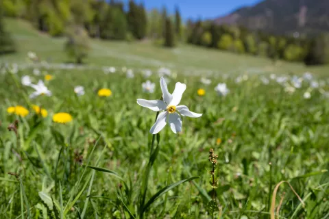 Narcise Javorni&scaron;ki Rovt 1. maj 2026 / Foto: Nik Bertoncelj