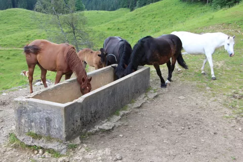 Veterinarji opozarjajo na pojav influence konj. Slika je simbolična. / Foto: Cveto Zaplotnik