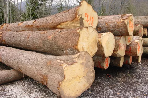 Država z različnimi ukrepi spodbuja predelavo domačega lesa. / Foto: Cveto Zaplotnik