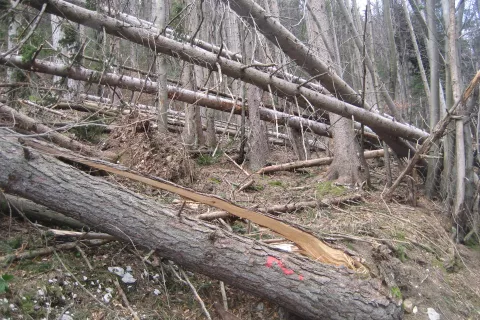 V gozdovih je zaradi ujm (veter, žled, sneg, poplave) in &scaron;irjenja podlubnikov vse več sanitarnega poseka. / Foto: Cveto Zaplotnik