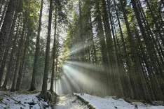 pokljuka gozd zima / Foto: Marjana Ahačič