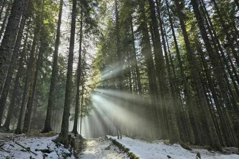 pokljuka gozd zima / Foto: Marjana Ahačič