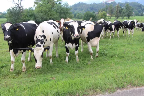 S pomočjo pametnih ovratnic lahko rejci odkrivajo pojatve in nenormalno obna&scaron;anje krav. Slika je simbolična. / Foto: Cveto Zaplotnik