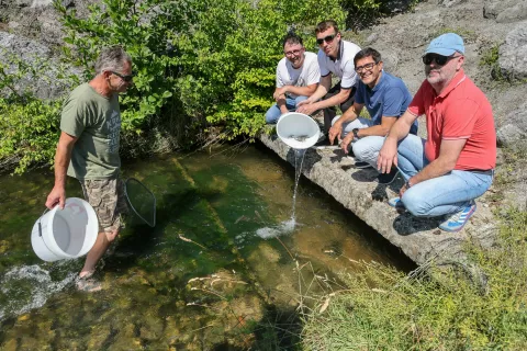 V Savo vložili ribje mladice