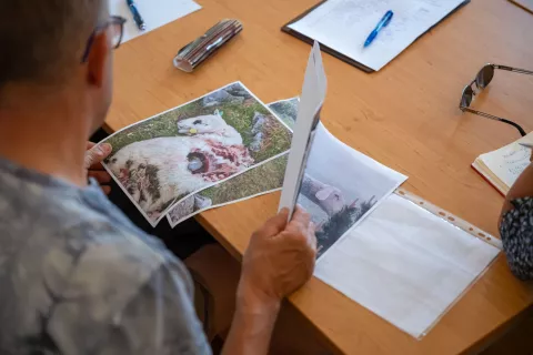 Izredna seja KGZS OI Jesenice na temo napada volka in medvedaKonferenčna dvorana Upravna enota Jesenice, 29. junij 2026 / Foto: Nik Bertoncelj