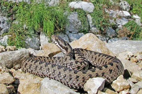 Tujo planinko je ugriznil navadni gad (na sliki), ki ga najdemo v vi&scaron;je ležečih predelih Slovenije. Pri nas so sicer od strupenih kač najbolj raz&scaron;irjeni modrasi, ki živijo tudi v nižinah. / Foto: arhiv GG / Foto: 