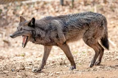 Tale volk (iz živalskega vrta) ni nevaren in je deležen celo velike pozornosti obiskovalcev, medtem ko tisti, ki se gibljejo prosto v naravi, povzročajo &scaron;kodo živinorejcem in sejejo strah med ljudmi. / Foto: Peter Ko&scaron;enina / Foto: 