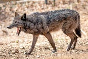 Tale volk (iz živalskega vrta) ni nevaren in je deležen celo velike pozornosti obiskovalcev, medtem ko tisti, ki se gibljejo prosto v naravi, povzročajo &scaron;kodo živinorejcem in sejejo strah med ljudmi. / Foto: Peter Ko&scaron;enina / Foto: 