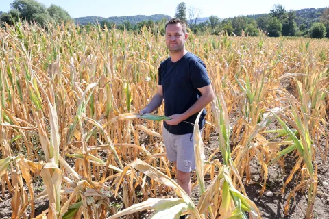 Kmetija Rotar iz Ihana je ena od &scaron;tevilnih kmetij na &scaron;ir&scaron;em gorenjskem območju, ki občuti posledice su&scaron;e. Na sliki: bodoči prevzemnik kmetije Matevž v oveneli, nizki koruzi brez storžev / Foto: Tina Dokl