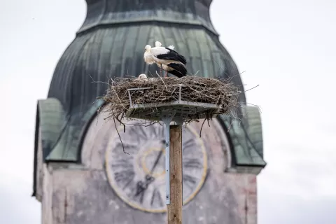 Gnezdo &scaron;torklja pri O&Scaron; LesceBela &scaron;torklja (Ciconia ciconia)za razgled / Foto: Nik Bertoncelj