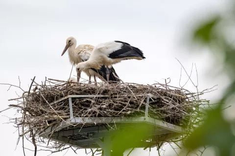 Gnezdo &scaron;torklja pri O&Scaron; LesceBela &scaron;torklja (Ciconia ciconia) / Foto: Nik Bertoncelj