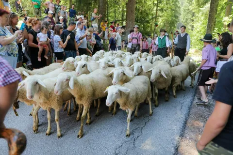 ovčarski bal 2024 Jezersko / Foto: Tina Dokl