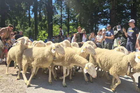Obiskovalci so prihod ovc v dolino dočakali malo po 13. uri. / Foto: Klara Mrak