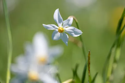 Narcise Javorni&scaron;ki Rovt 1. maj 2026 / Foto: Nik Bertoncelj