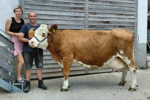 Zakonca Kos &ndash; Rajko in Helena ob &scaron;ampionki Violett-et z življenjsko mlečnostjo nad sto tisoč kilogramov mleka / Foto: Igor Stanonik - KGZ Kranj