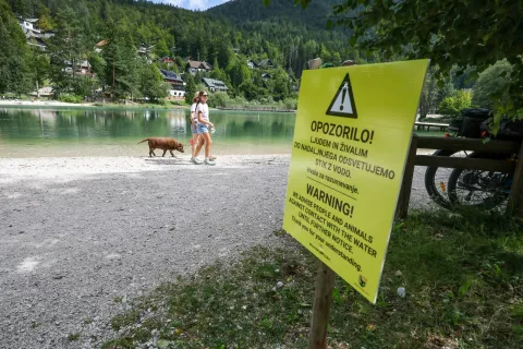 Preiskujejo pogin dveh psov