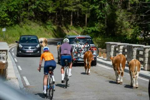 krava žival kolo kolesar kolesarji avto Vr&scaron;ič cesta / Foto: Nik Bertoncelj