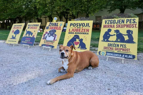 svetovni dan psov pes raziskovalni in&scaron;titut pes Radovljica / Foto: Tina Dokl