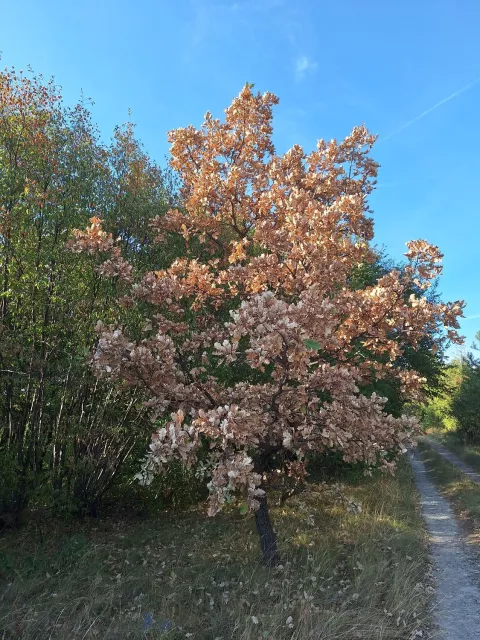 Posledica leto&scaron;nje poletne su&scaron;e in nadpovprečno visokih temperatur se kažejo tudi v su&scaron;enju dreves. / Foto: ZGS