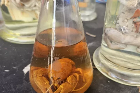 Med odpadki tudi preparati živali