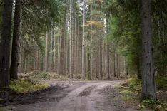 Simbolična fotografija gozd in gozdarstvojesen 2025 / Foto: Nik Bertoncelj