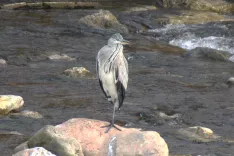 Stane Jarc iz &Scaron;kofje Loke nam je poslal fotografijo sive čaplje, ki jo je avgusta posnel na Poljanski Sori v &Scaron;kofji Loki, obsijano z jutranjim soncem. Čaplja spada med velike vodne ptice, ure dolgo lahko stoji in nepremično čaka, da mimo priprava riba&hellip; Čaplja je ptica selivka in morda je že na poti v tople kraje, kamor običajno leti ponoči. / Foto: Stane Jarc
