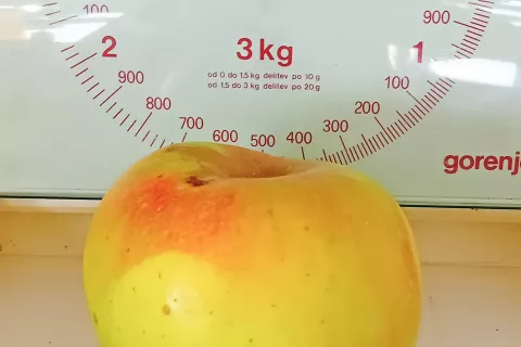 Drago Kalan iz Tupalič nam je poslal fotografija jabolka, ki tehta kar pol kilograma, vrste landsberska reneta. To je stara sorta jabolk, ki ima srednje velika do velika jabolka, običajno tehtajo 200 gramov. Dolgo vroče poletje je jablani v Tupaličah očitno godilo, saj je jabolko več kot podvojilo običajno težo. / Foto: Drago Kalan