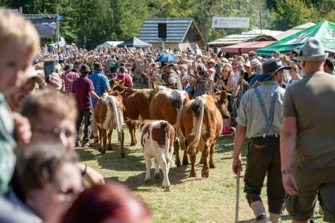 66. Kravji bal Bohinj / Foto: Nik Bertoncelj