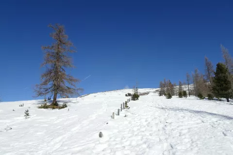 Pobočje, ki ga zagledamo, ko stopimo iz gozda. / Foto: Jelena Justin