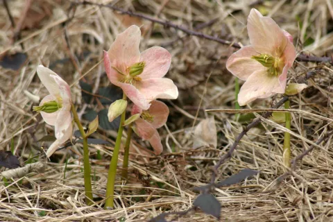teloh pomlad / Foto: Tina Dokl