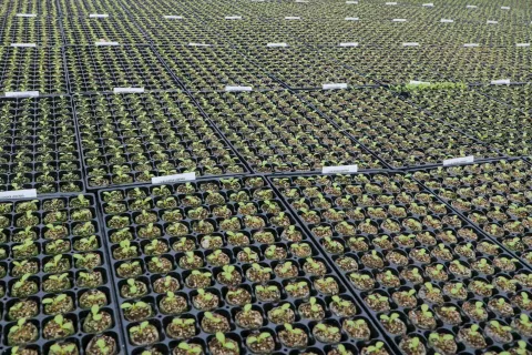 vrtnarija Antolin Radovljica / Foto: Tina Dokl