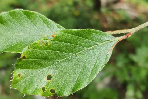 Luknjice v listu - značilna poškodba bukovega rilčkarja skakača<br> / Foto: Lucija Odar, Zgs