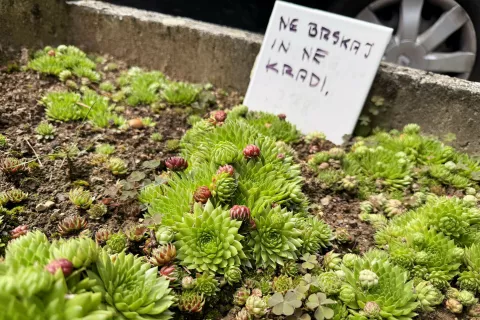 natresk ne kradi &scaron;orlijevo naselje va&scaron; razgled / Foto: Tina Dokl