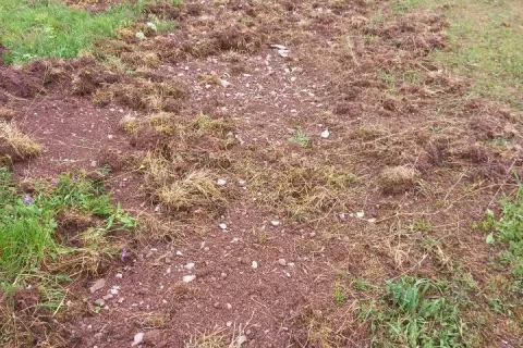 Divjih prašičev je v nekaterih loviščih preveč in povzročajo veliko škodo na kmetijskih zemljiščih / Foto: Cveto Zaplotnik